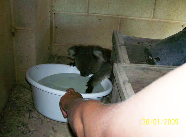 ....Un Koala è andato dentro una casa per proteggersi dal caldo e cercare ombra. Arriva il proprietario e gli dà  da bere. Quello che poi succede è veramente tenero..